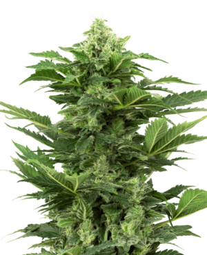 afghan-pearl-cbd-automatic-xl-min